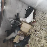 کفتر|پرنده|شیراز, شهدای شهرک سعدی|دیوار