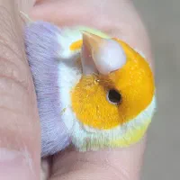 فنچ گلدین جوجه و مولد