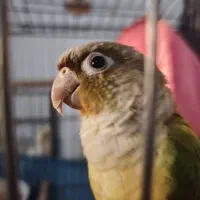 گرینچیک،طوطی،عروس هلندی