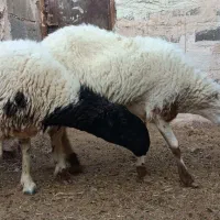 ۲ عدد گوسفند پوزه عقابی شیری و ۲قلو زاییده سر مایع|حیوانات مزرعه|رفسنجان, |دیوار