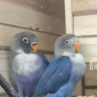 طوطی برزیلی فیشر