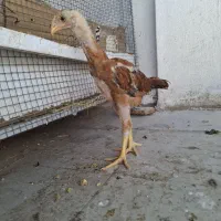 جوجه لاری اصل