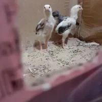 جوجه اوشامواصیلمعاوضه با دانه پارس|حیوانات مزرعه|مزرعه کتول, |دیوار