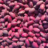 لوبیا چیتی و لوبیا قرمز|عمده‌فروشی|نظر کهریزی, |دیوار