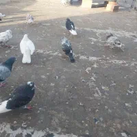 حیوون کبوتر گم شده|پرنده|قرچک, زیبا شهر|دیوار