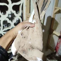 کبوتر رنگی پرشی|پرنده|مشهد, اقبال|دیوار