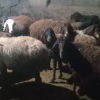 گوسفد|حیوانات مزرعه|پلدشت, |دیوار