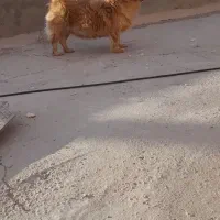 سگ پاکوتاه اشپیتز