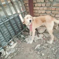 سگ گله ای|سگ|کرمانشاه, |دیوار