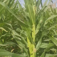 ذرت علوفه ای|خدمات باغبانی و درختکاری|بانش, |دیوار