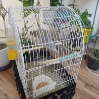 عروس هلندی سه ماهه باقفس|پرنده|خرمآباد, |دیوار