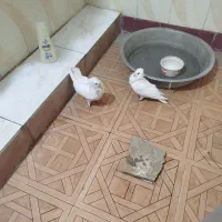 کبوترزینتی