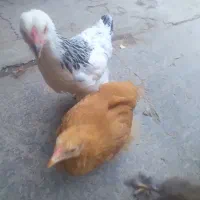 جوجه  برهما