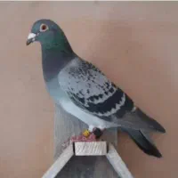 کفتر آلمانی و سار وپشتی وزاغ