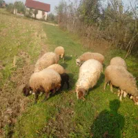 فروش نر|حیوانات مزرعه|لاهیجان, لفمجان|دیوار