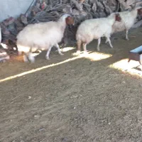 سه عدت میش داشتی دوتا شک یک میش سه شکم|حیوانات مزرعه|آبدانان, |دیوار