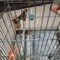 سهره خلخال|پرنده|اسلامشهر, شهرک سعیدیه|دیوار