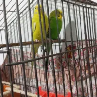 مرغ عشق|پرنده|ملارد, |دیوار