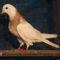 کبوترغریبگیری