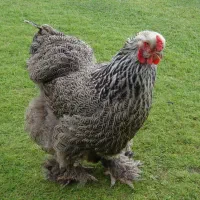 تخم مرغ نطفه دار امپراطور یا برهما فروشی|حیوانات مزرعه|قائم‌شهر, |دیوار