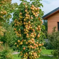 فروش نهال در نهالستان بزرگ آذربایجان|خدمات باغبانی و درختکاری|گرگان, |دیوار