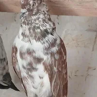 کفتر کفتر بازی میخوای زنگ بزن