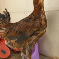 مرغ گلین لری|حیوانات مزرعه|شیراز, شهرک کوشکک|دیوار