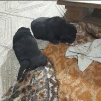 توله چاو چاو|سگ|پردیس, فاز ۶|دیوار