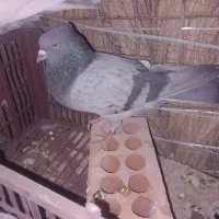 کفتر معاوضه|پرنده|نرماشیر, |دیوار