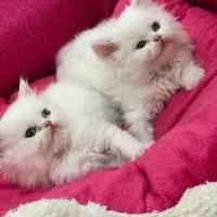 فروش گربه اصیل