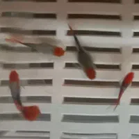 ماهی گوپی کوی مولد|ماهی|اندیشه, اندیشه فاز ۲|دیوار