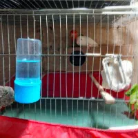 طوطی برزی نر و ماده بالغ|پرنده|فردوسیه, |دیوار