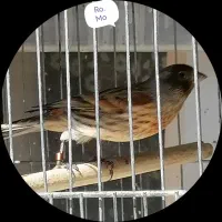 گلبسر قناری.  دهن سقا