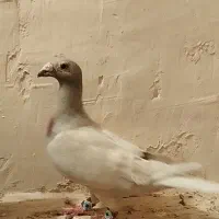 اقون