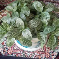 گل طبیعی|گل و گیاه طبیعی|مریوان, |دیوار