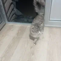 گربه پرشین خوشگل