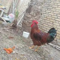 خروس
