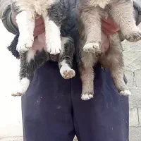 واگذاری توله قدرجونی دوماه بشرت|سگ|اصفهان, طاحونه|دیوار