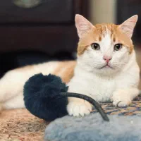 واگذاری لوسی