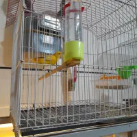 قناری پرتقالی|پرنده|محمدیه-قزوین, |دیوار