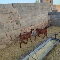 بزقاله ماده پاکستانی