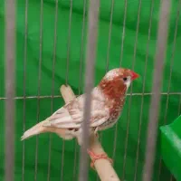 فنج|پرنده|اصفهان, گرکان|دیوار