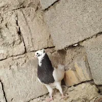 کبوتر|پرنده|شیراز, شهرک مهدی‌آباد|دیوار