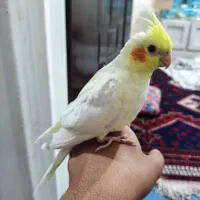 عروس هلندی دستی