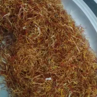 ریشه زعفرون