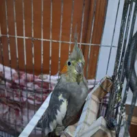 عروس هلندی جفت|پرنده|فردوسیه, |دیوار