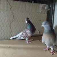جفت سرور کاکلی نر و ماده سالم و سرحال
