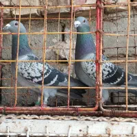 نروماده مسافتی