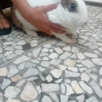 خرگوش ماده