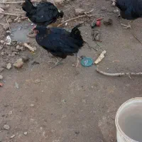 تیمچه مرغ بلک استار|حیوانات مزرعه|کویرات, |دیوار